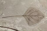 Fossil Sycamore (Platanus) & Poplar (Populus) Leaf Plate - Utah #174941-1